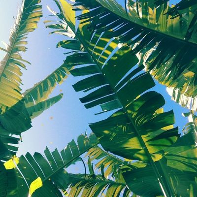 Banana Leaf Canopy