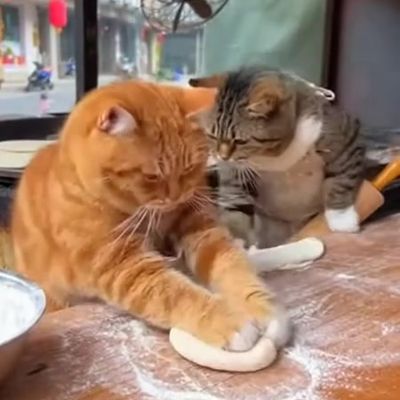 Cat Pizzeria
