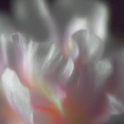 Abstract Floral Blur