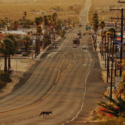 Desert Highway with Palm Trees