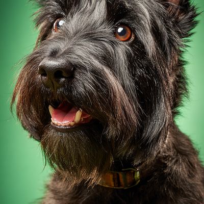 Black Terrier Smiling