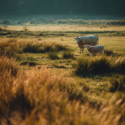 Cow and Calf in Golden Pasture