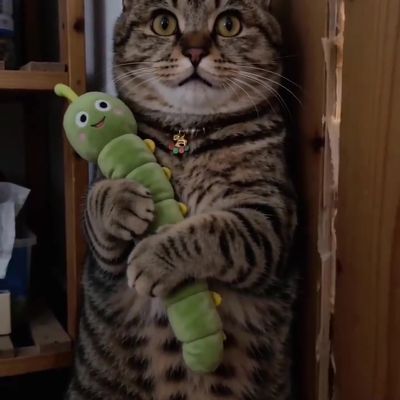 Cat Standing on Hind Legs with Toy