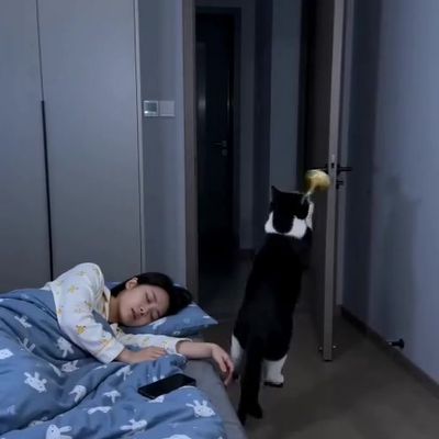 Cat Interrupts Nap