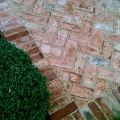 Brick Pathway with Green Bush