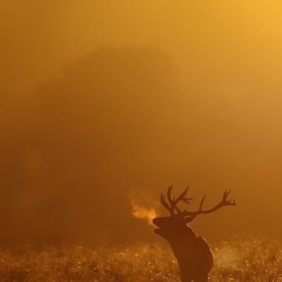 Sunlit Stag Silhouette