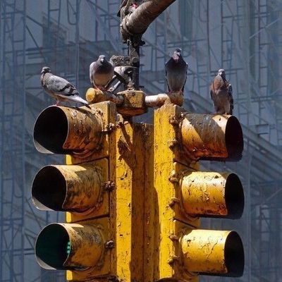 Pigeons Perched on Rusty Traffic Light