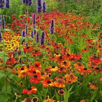 Colorful Wildflower Garden