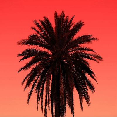 Silhouette Palm Tree Against Red Sky