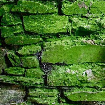 Moss-Covered Stone Wall