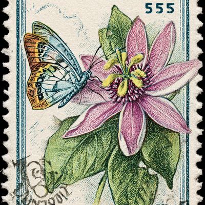 Passion Flower Butterfly