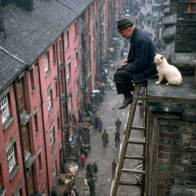 Man and Cat on Rooftop man cat rooftop street people