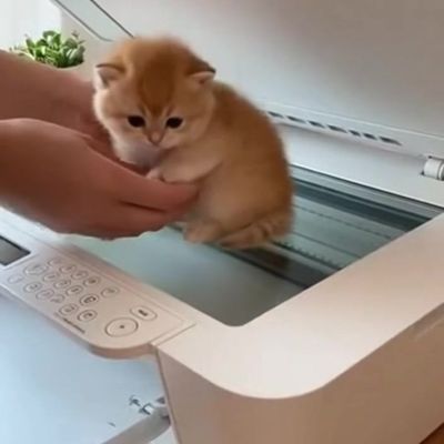 Cute Kitten on Printer