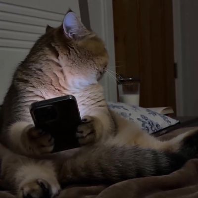 Cat lounging on bed with phone