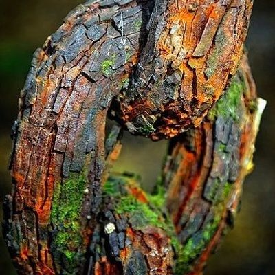 Weathered Tree Bark