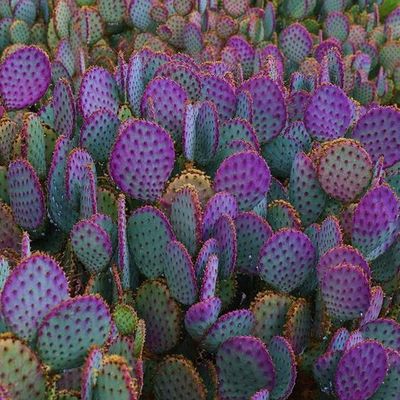 Purple Prickly Pear Cactus
