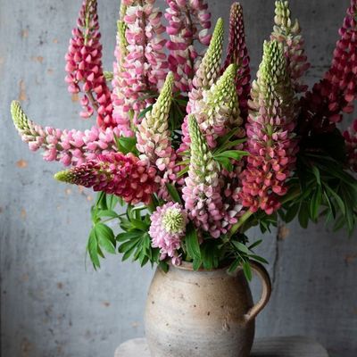 Lupine Bouquet in Stoneware Vase
