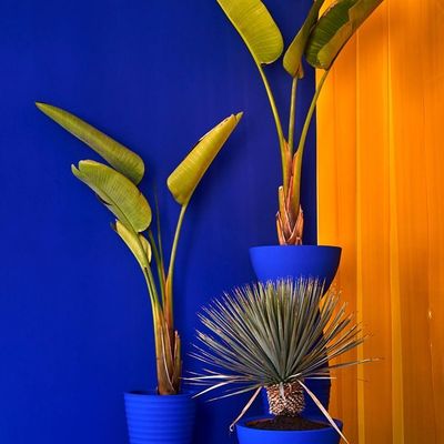 Modern Plant Arrangement
