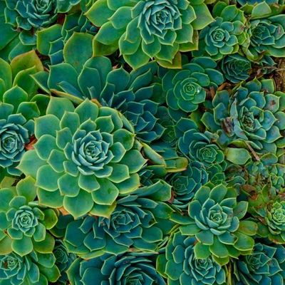 Succulent Rosettes