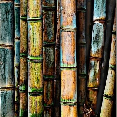 Bamboo Forest