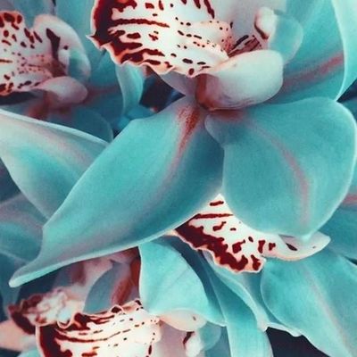 Orchid Bloom