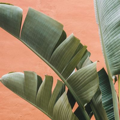 Banana Leaf Against Coral Wall
