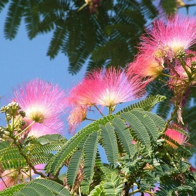 Pink Albizia Flowers Against Blue Sky flowers pink albizia sky blue