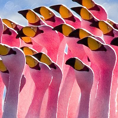 Pink Flamingo Feathers