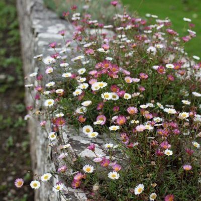 Pastel Daisy Garden