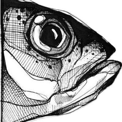 Fish Head Sketch