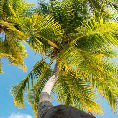 Tropical Palm Tree