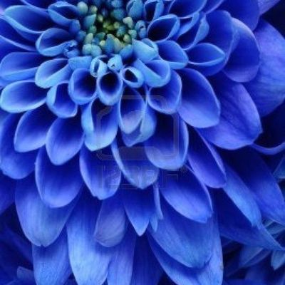 Blue Dahlia Close-Up