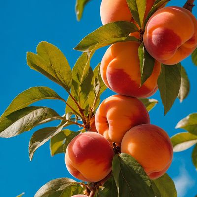 Ripe Apricots on a Branch