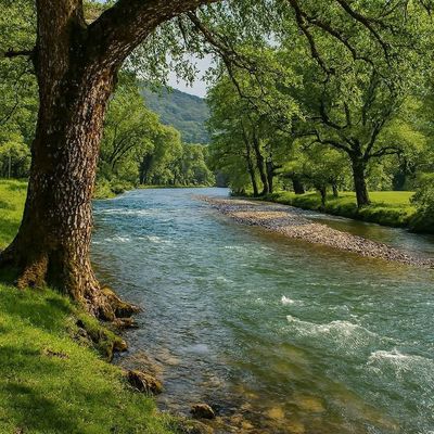 River Flowing Through Lush Green Forest