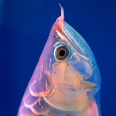 Transparent Fish