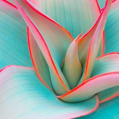 Pastel Succulent Bloom
