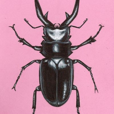 Stag Beetle