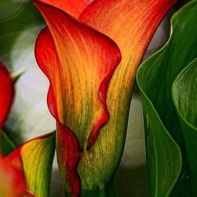 Calla Lily in Vibrant Colors
