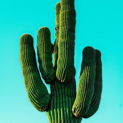 Saguaro Cactus Against Blue Sky