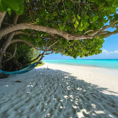 Tropical Paradise Hammock
