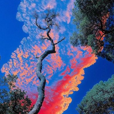 Fiery Sky Tree