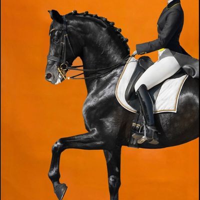 Equestrian Grace
