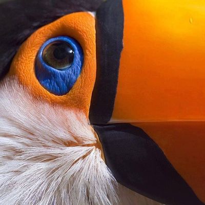 Close-Up Toucan