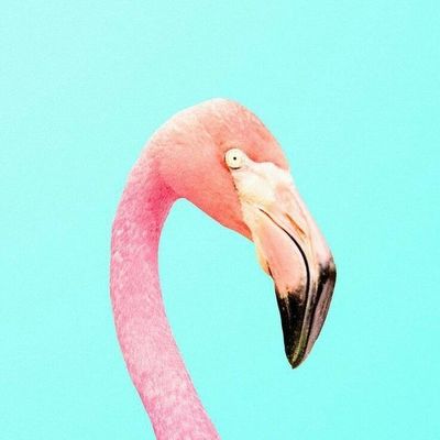 Pink Flamingo Profile
