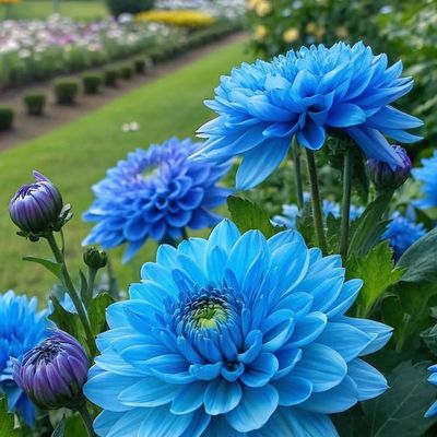 Blue Dahlia Garden