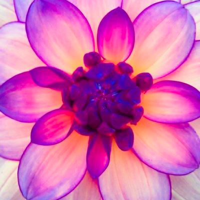 Purple Petals
