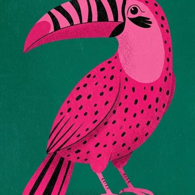 Pink Toucan